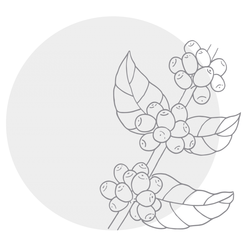 Byron-Bay-Coffee-Co-_line-drawings_v3-02